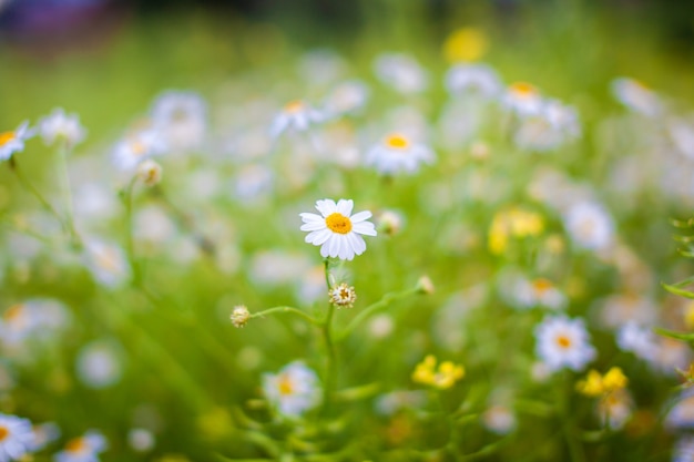 Beautiful background of many blooming daisies field. Chamomile grass close-up. Beautiful meadow in springtime full of flowering daisies with white yellow blossom and green grass