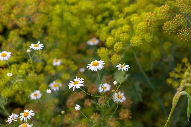 Beautiful background of many blooming daisies field. Chamomile grass close-up. Beautiful meadow in springtime full of flowering daisies with white yellow blossom and green grass