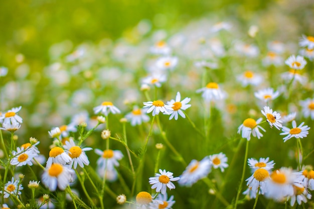 Beautiful background of many blooming daisies field. Chamomile grass close-up.