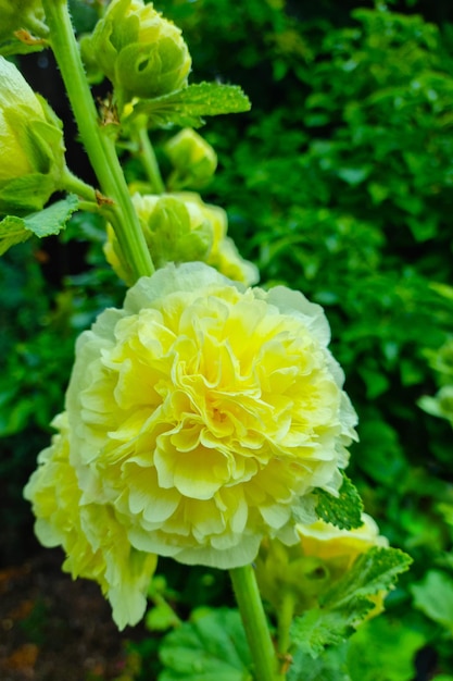 Beautiful background of nature A blooming yellow flower in the garden in spring or summer