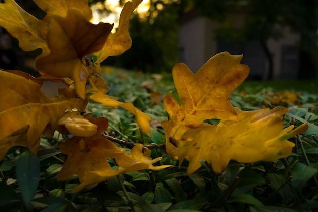 Beautiful background with fallen oak leaves. autumn background