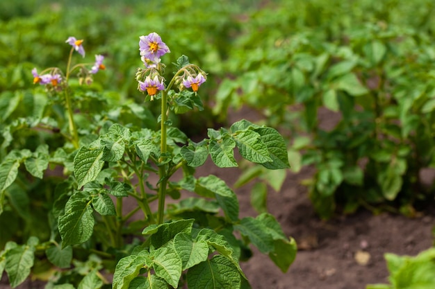 Beautiful background with healthy green potato plants with lilac flowers