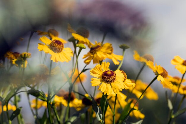 Beautiful background of yellow flowers beautiful nature