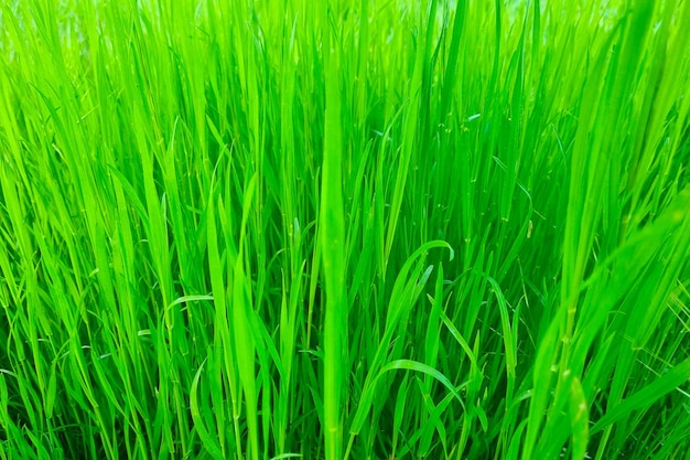 Beautiful background of young green grass background of nature