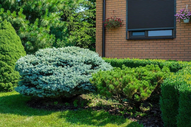 Beautiful backyard garden with nicely trimmed bonsai bushes and trees