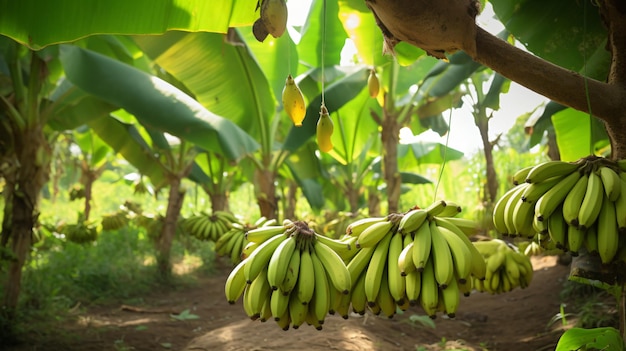 Beautiful bananas in orchard plantation