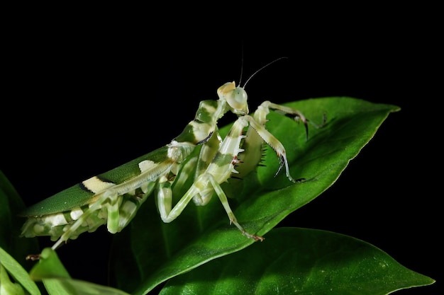 Beautiful banded flower mantis on a leaves with black background