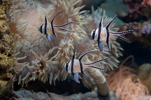 Beautiful Banggai cardinal fish at the coral reef