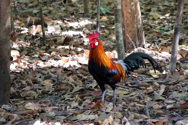 Photo beautiful bantam male standing on the ground