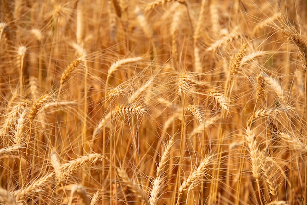 Beautiful barley fields Golden yellow.