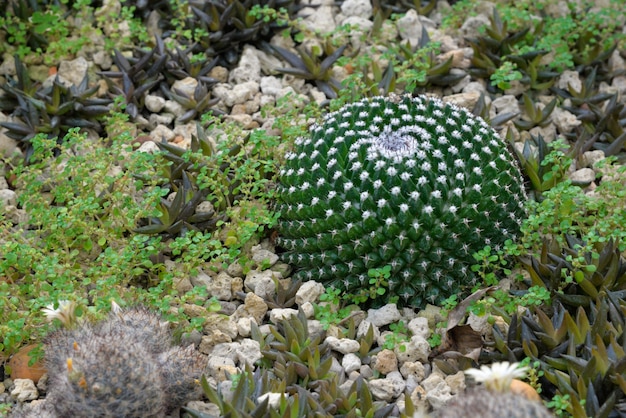 beautiful barrel green cactus