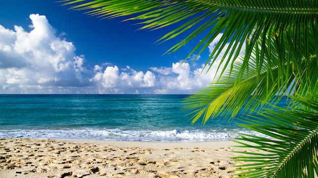 Beautiful beach and tropical sea