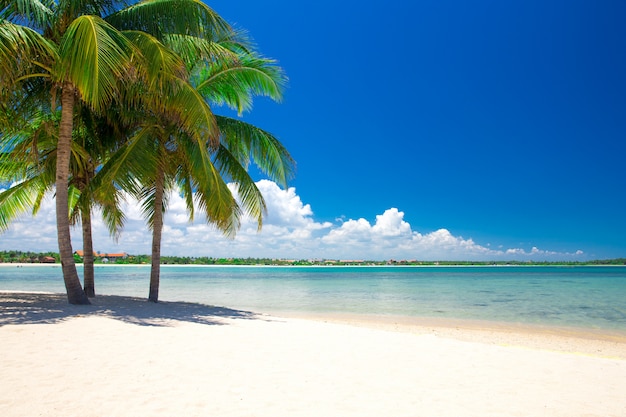 Beautiful beach and tropical sea