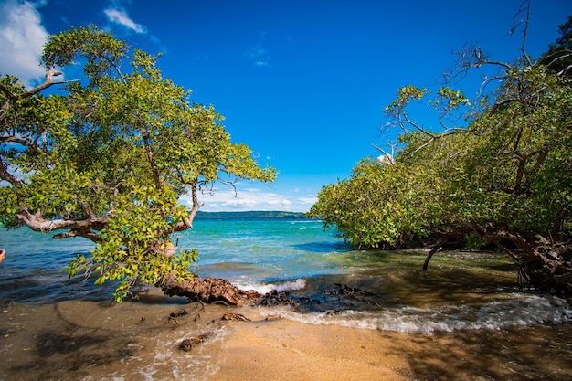 Beautiful beach view with trees and blue sky withe sand Costa Rica