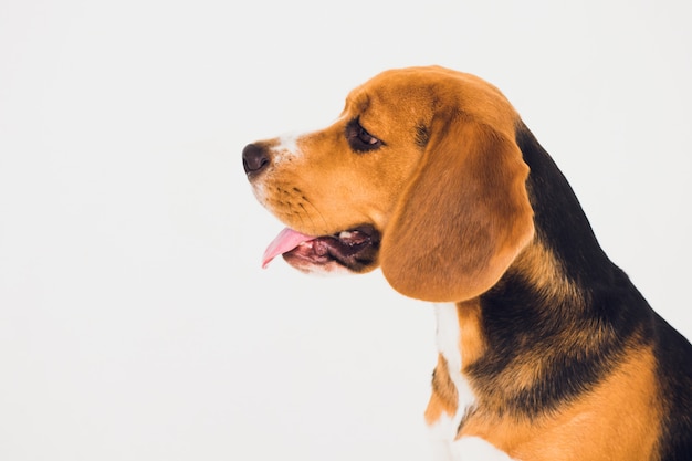 Beautiful beagle dog isolated on white. young puppy