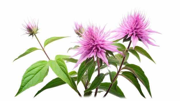 Beautiful Bee Balm Flowers on White background