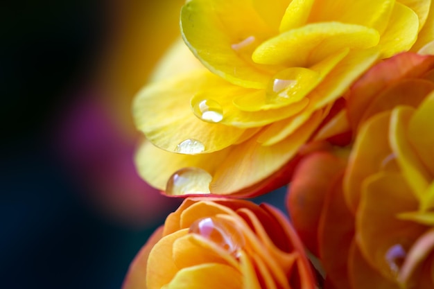 Beautiful begonia elatior flowers with dew drops on the petals