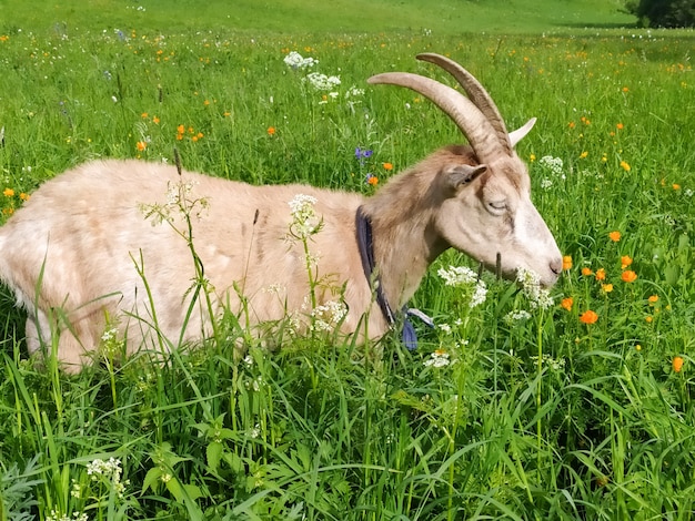 A beautiful beige goat grazes in summer in the Altai mountains. Mobil photo,