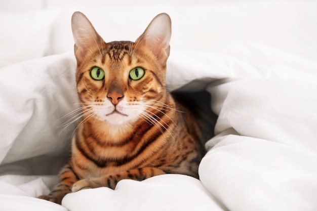 Beautiful bengal cat rosettes in gold under warm cozy white blanketCold winter pet game relaxfear