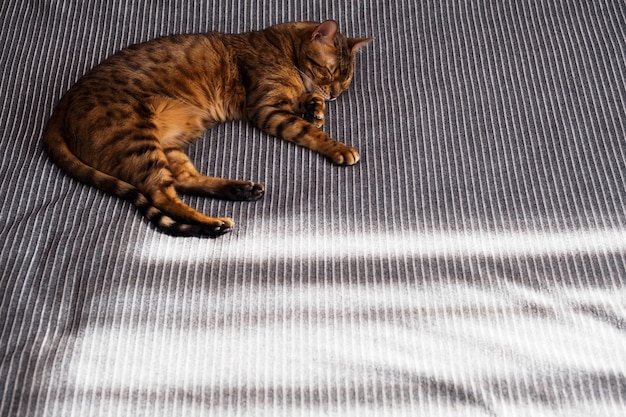 Beautiful bengalcat sweet sleeping