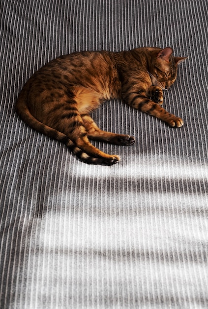 Beautiful bengalcat sweet sleeping