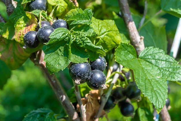 Beautiful berry branch black currant bush with natural leaves under clean sky photo consisting of berry branch black currant bush outdoors in rural floral berry branch black currant bush in garden