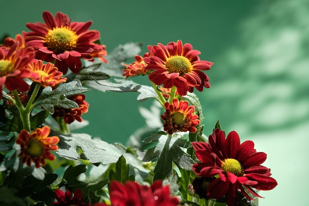 Beautiful bicolor chrysanthemum flowers bloom in shades of red, orange and yellow. Close-up on