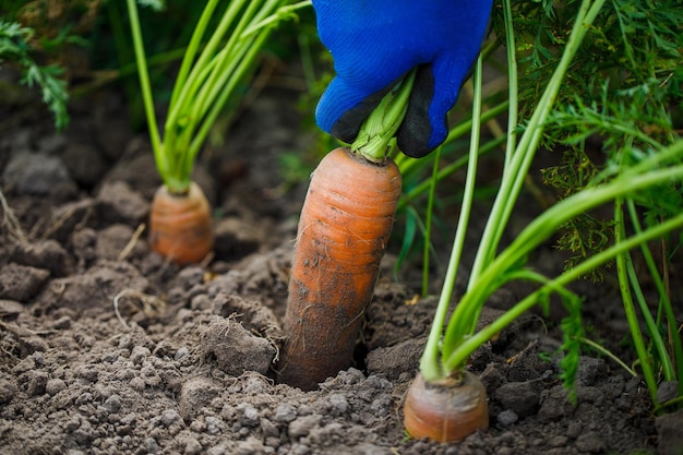 beautiful big carrot growing in the ground digging young carrots out of the ground Harvesting carr