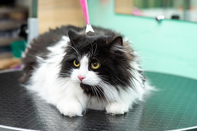 Beautiful big cat in a grooming salon before a haircut