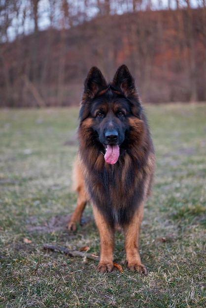 beautiful big dog german shepherd