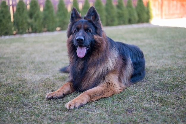 beautiful big dog german shepherd