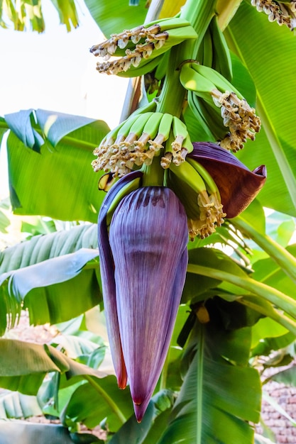 Beautiful big flower on the banana tree