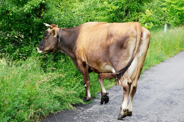 Beautiful big milk cow grazes on green meadow