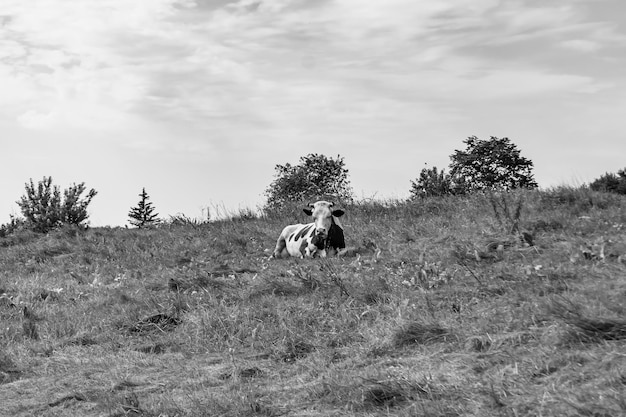 Beautiful big milk cow grazes on light meadow under clear sky