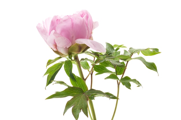 Beautiful big pink peony closeup isolated on a white background