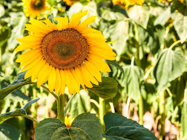 The beautiful big sunflower field in summer background