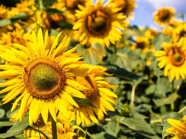 The beautiful big sunflower field in summer background