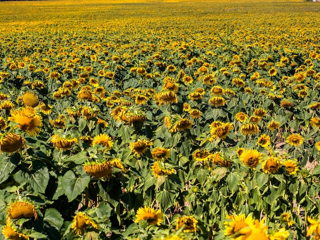 The beautiful big sunflower field in summer background