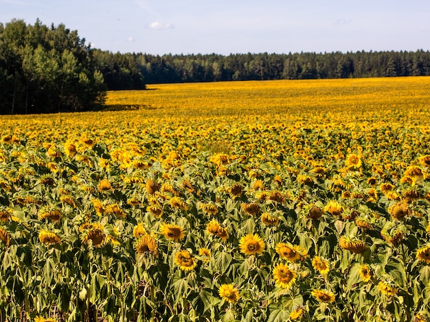 The beautiful big sunflower field in summer background