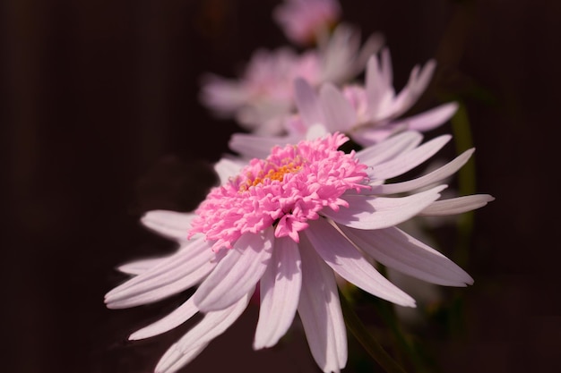 Beautiful big white camomile on a soft blurred dark background