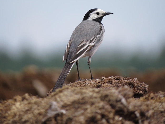 Beautiful bird in an amazing place