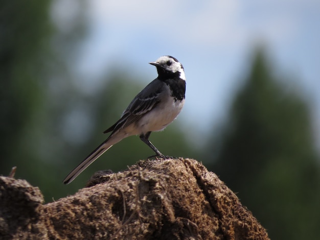 Beautiful bird in an amazing place