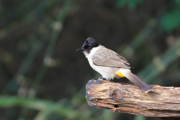 Beautiful bird on branch Sootyheaded bulbul Pycnonotus aurigaster