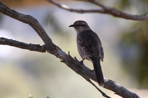 Beautiful bird on branch