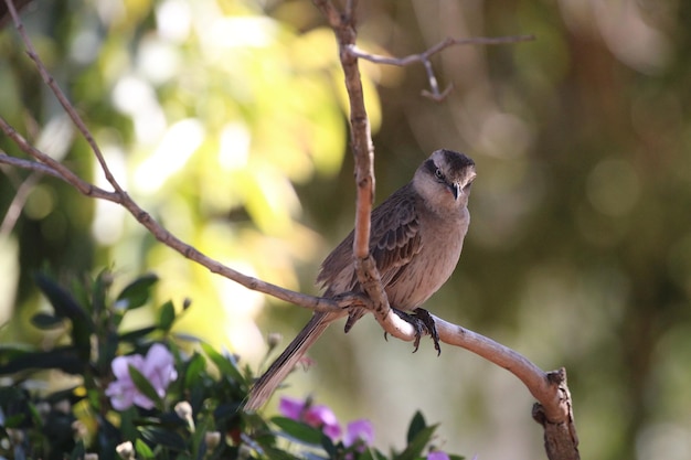 Beautiful bird on branch