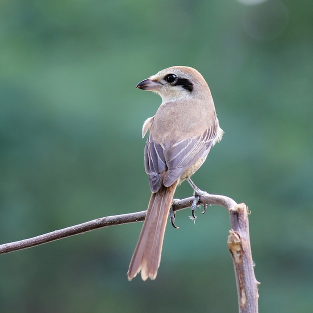 Beautiful bird (Brown Shrike, Lanius cristatus)