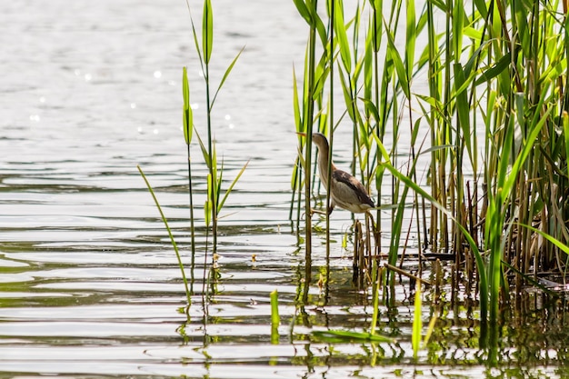 Beautiful bird kulik sparrow in reeds