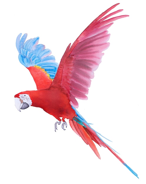 Beautiful Bird parrot Macaw hand paint watercolor