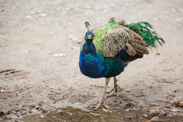 Beautiful bird peacock. Bird walks outside after rain. Autumn day. Scotland.