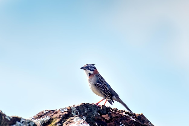 Beautiful bird Rufouscollared Sparrow Zonotrichia capensis on top of a rock with blue sky